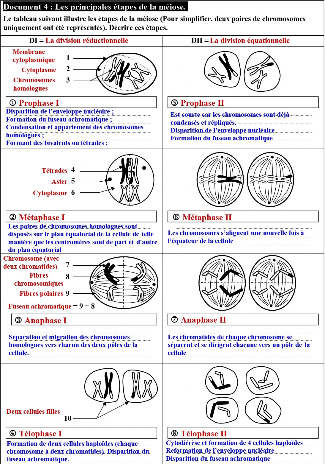 Transfert de l’information génétique au cours de la reproduction sexuée